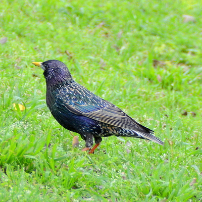 Starling (2)